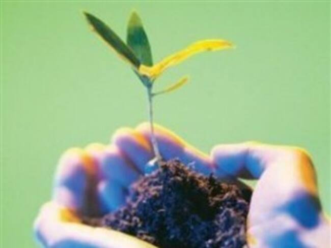 Filipinas bate récord mundial con 64.000 árboles plantados en 15 minutos