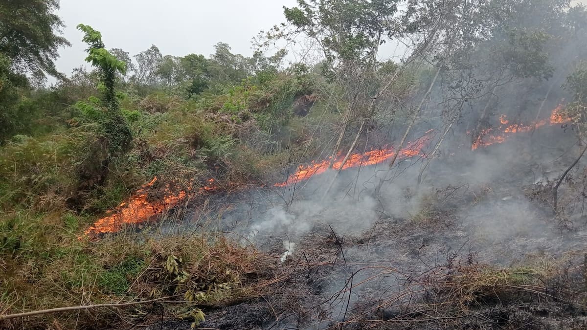 Inician proceso sancionatorio por incendio forestal que arrasó con 19 hectáreas de bosque