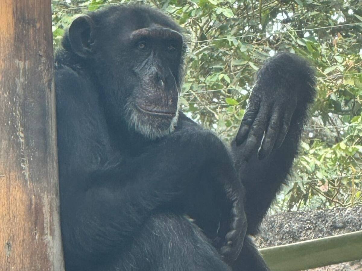 Director de la Carder pedirá al presidente de Brasil acelerar el traslado de Yoko