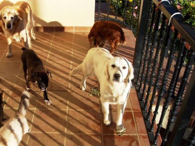 Animalistas de Cartagena denuncian incremento en agresiones contra perros