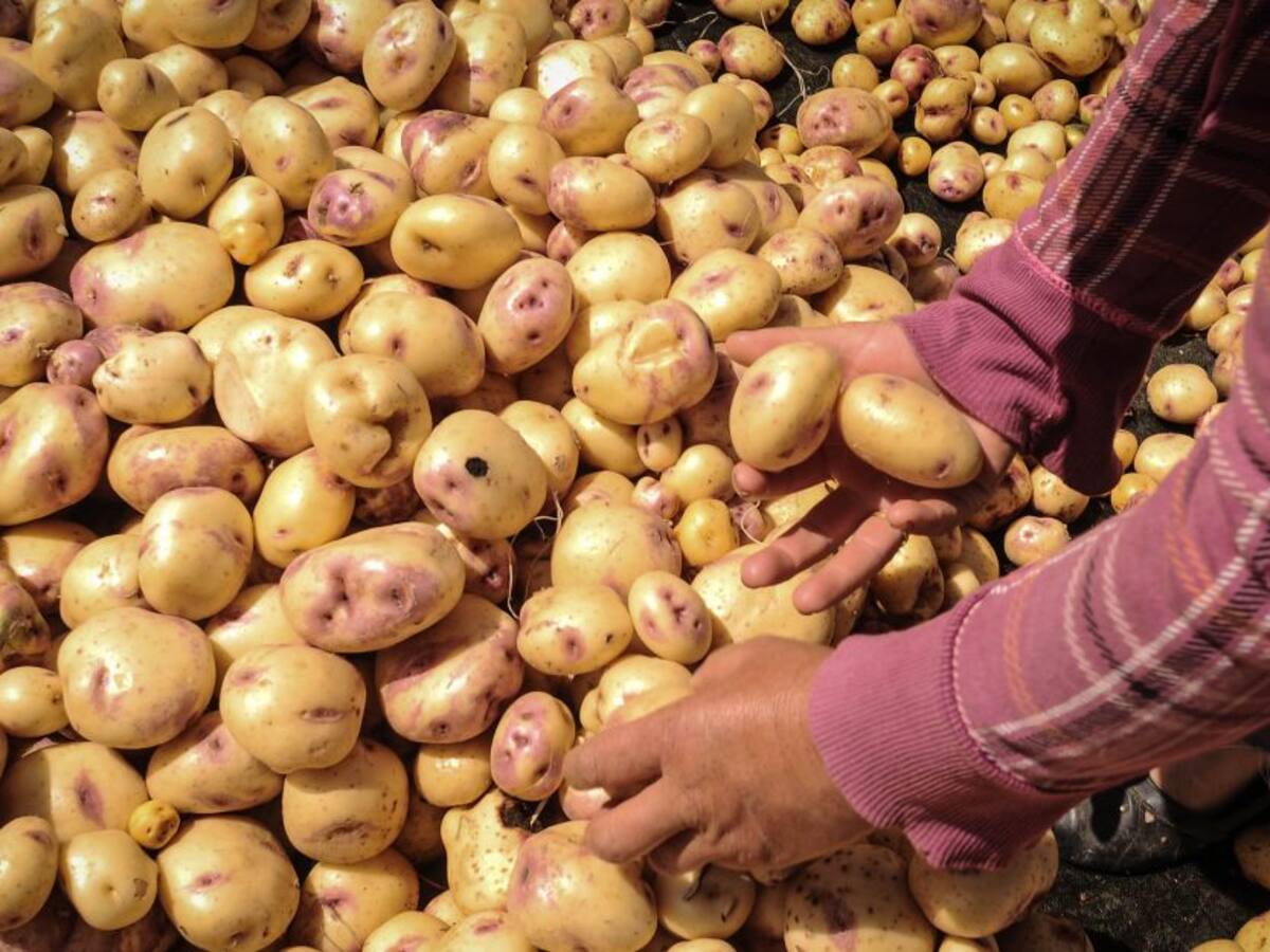 Papa y arroz fueron los productos con precios más estables en el 2018