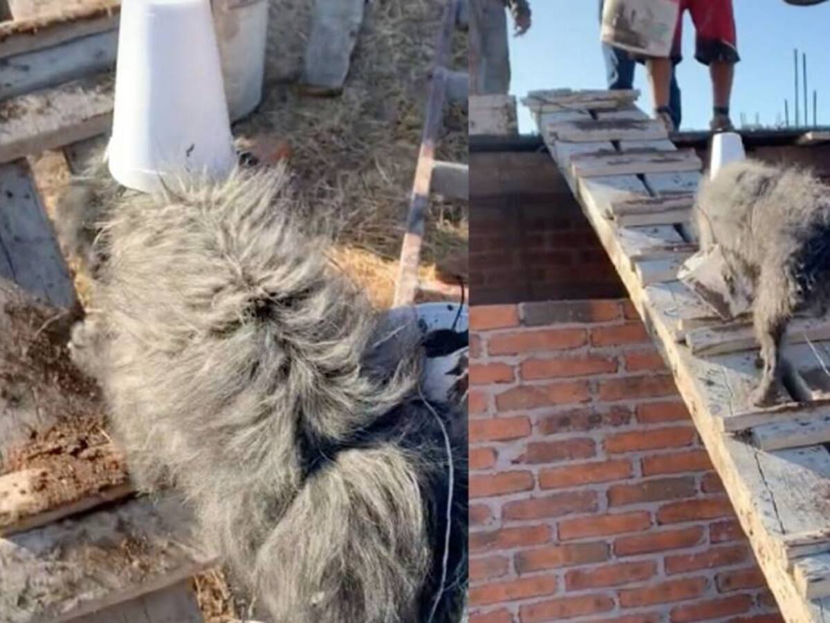 "Sin miedo al éxito": Perro ayuda a albañil en construcción