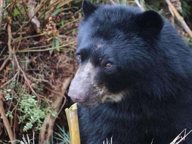 “No hay riesgo”: autoridad ambiental por avistamiento de osos andinos en Santander