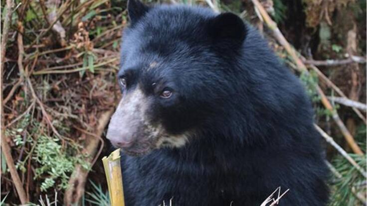 Llega a Colombia el primer Carnaval de Osos de Anteojos