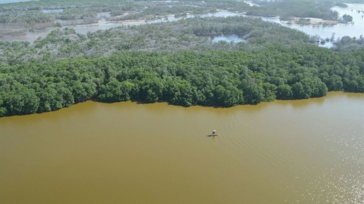 Colombia traza el futuro del carbono azul y los manglares desde Santa Marta