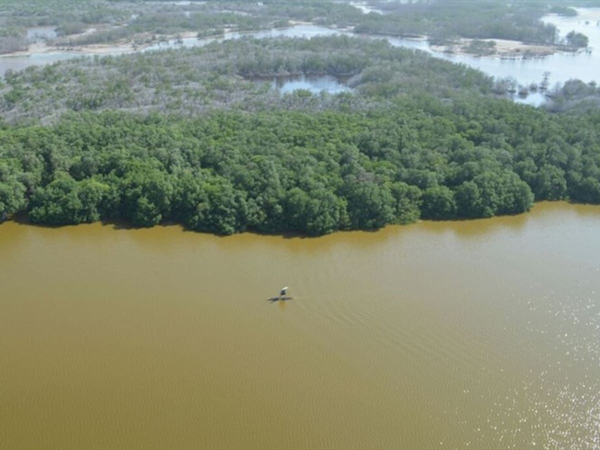 Colombia traza el futuro del carbono azul y los manglares desde Santa Marta
