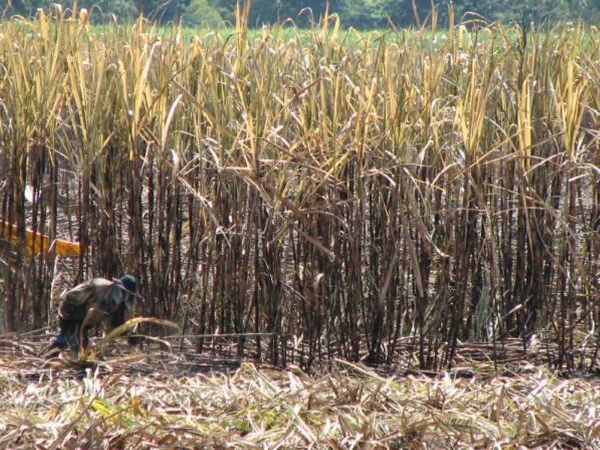 SIC multa con $320.000 millones a ingenios por cartel del azúcar