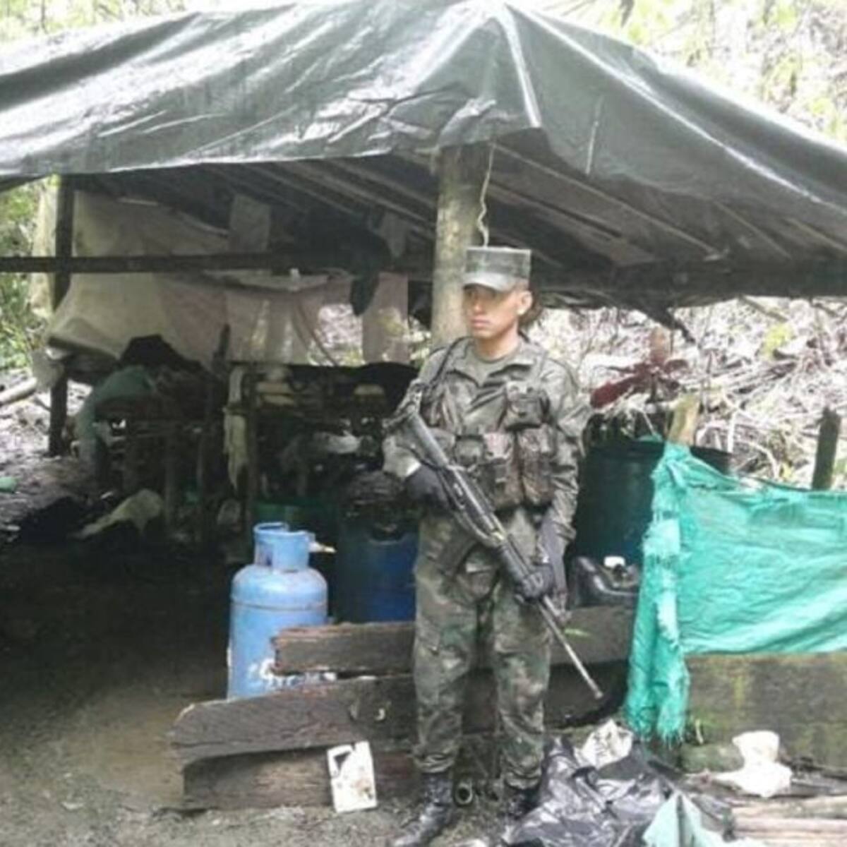 Destruyen en Samaná un cultivo con más de 9.000 matas de coca