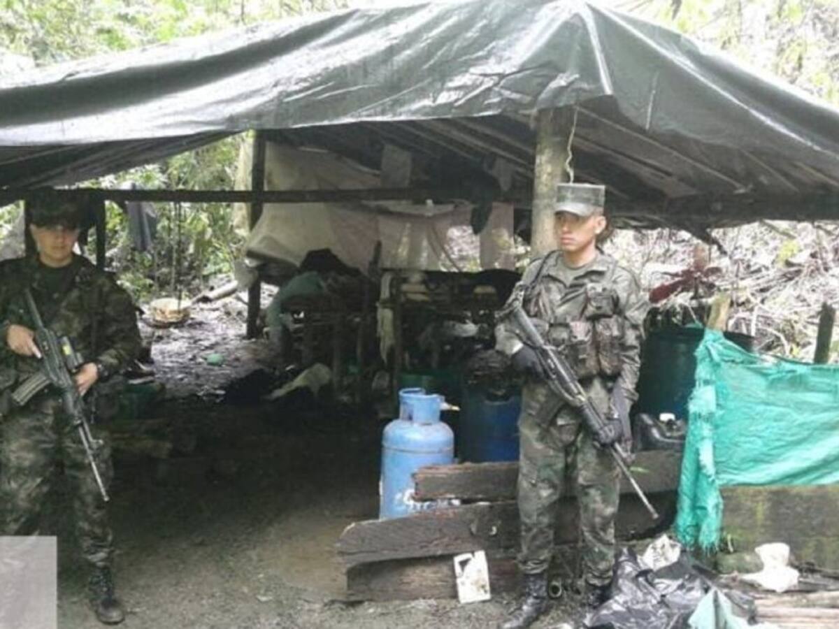 Destruyen en Samaná un cultivo con más de 9.000 matas de coca