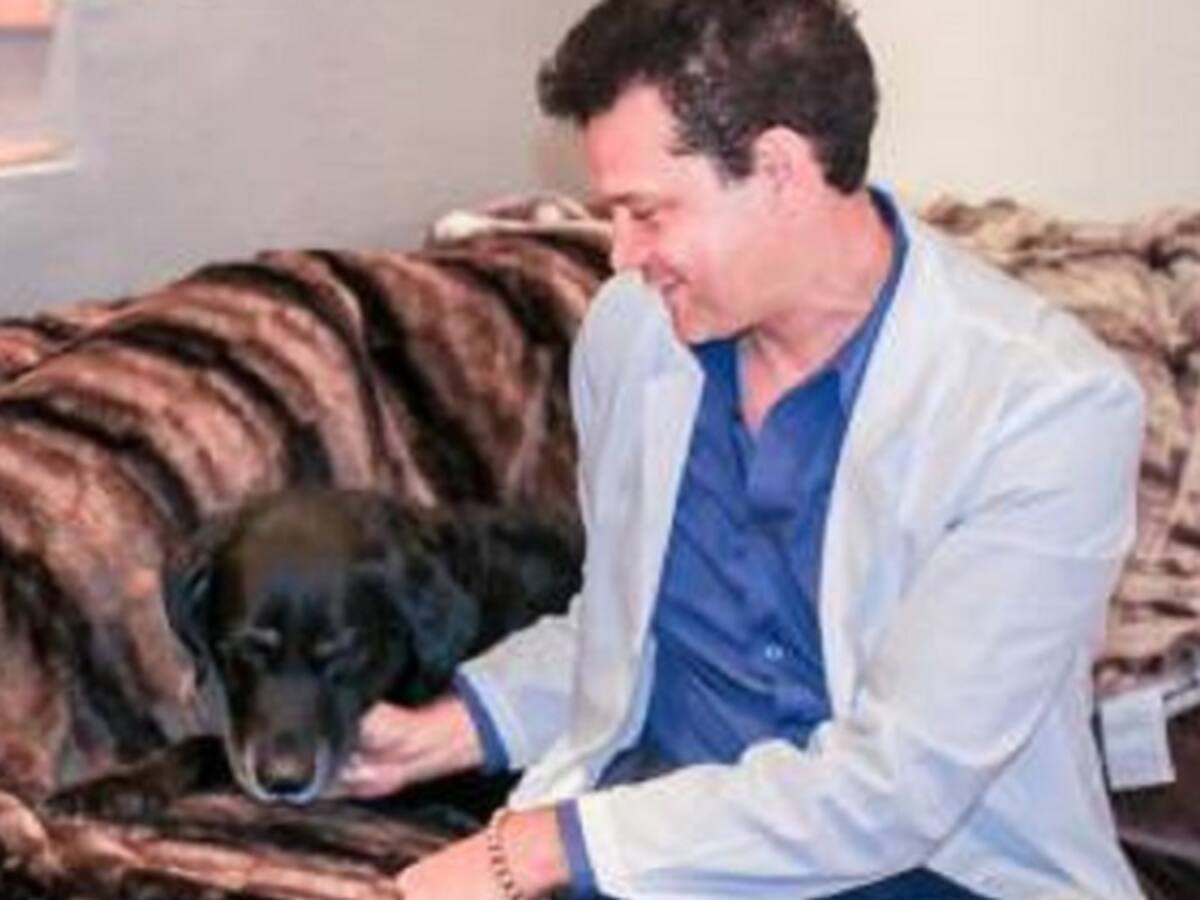Apiterapia un tratamiento alternativo para mascotas