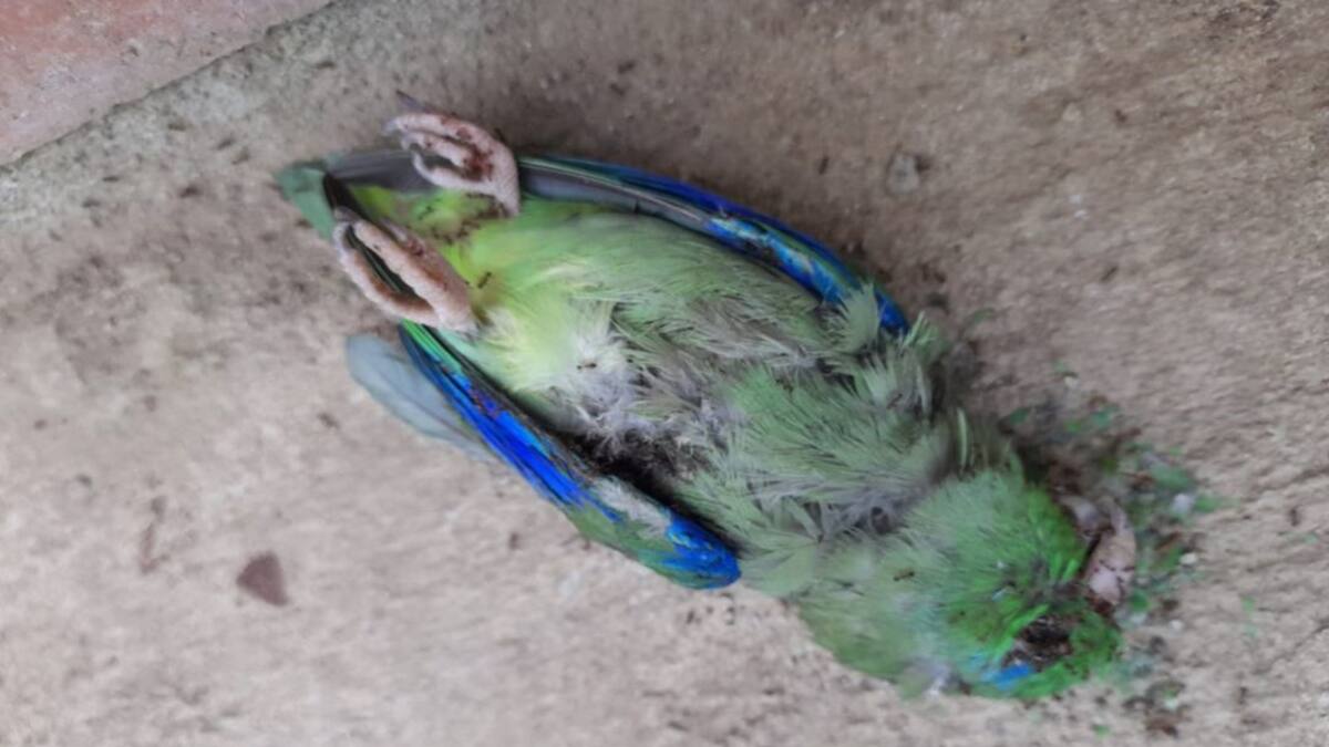 36 aves han muerto en extrañas circunstancias en Mejoras Públicas