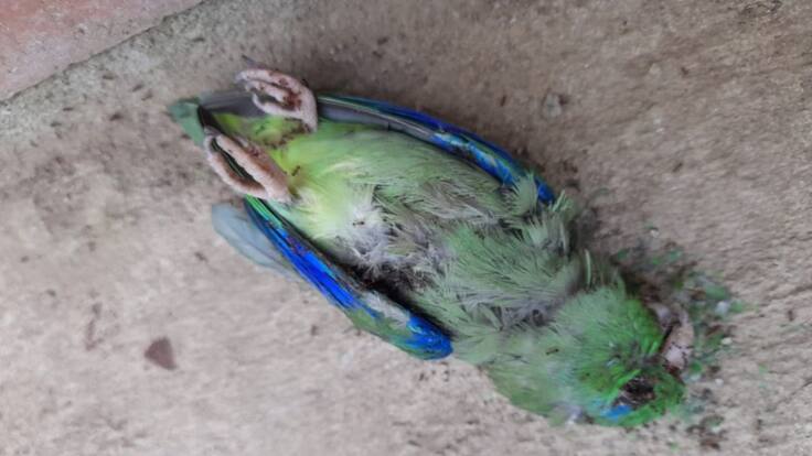 36 aves han muerto en extrañas circunstancias en Mejoras Públicas