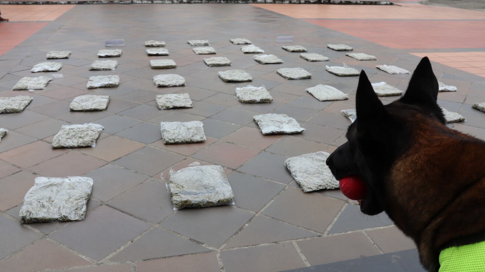 Se logra la incautación de 24 kilogramos de marihuana.