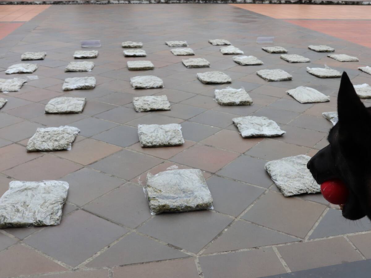 En Neiva Incautan 24 mil gramos de Marihuana, gracias a la ayudada de un canino