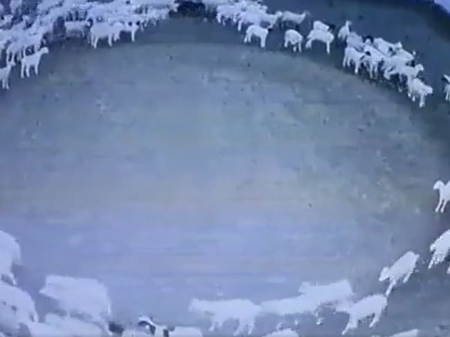 Decenas de ovejas giran en círculos desde hace 12 días