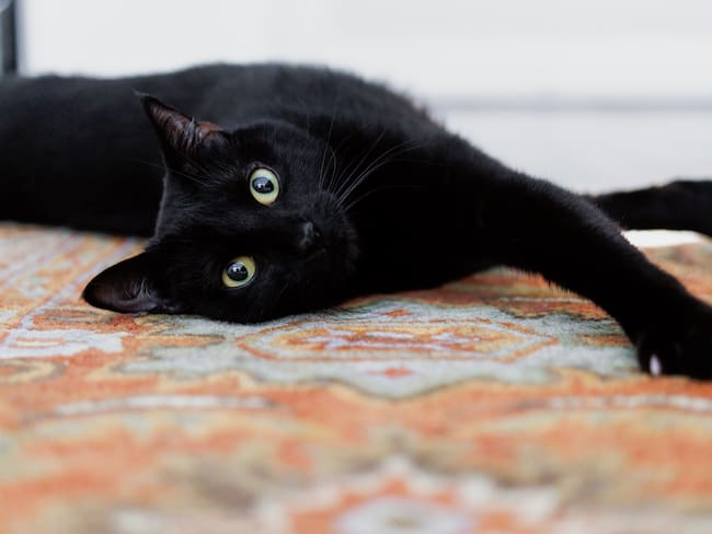 Gato negro / Getty Images