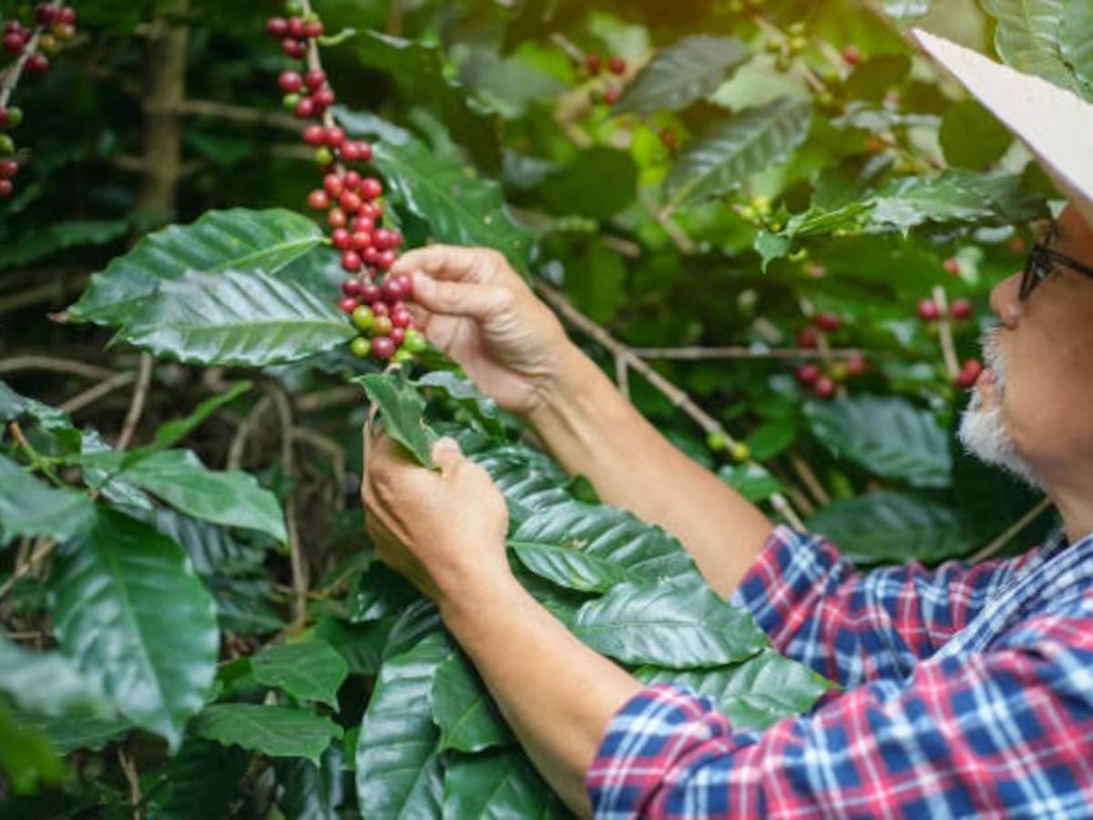 Financiación y tecnología: nuevos motores del café colombiano