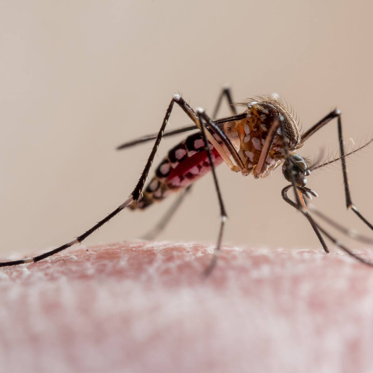 Tome nota: Estos son los municipios donde hay alerta por dengue