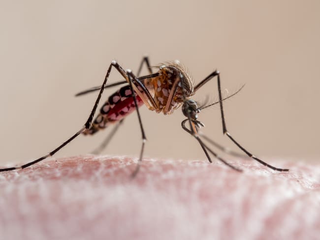 Referencia enfermedad de malaria. Foto: Getty Images