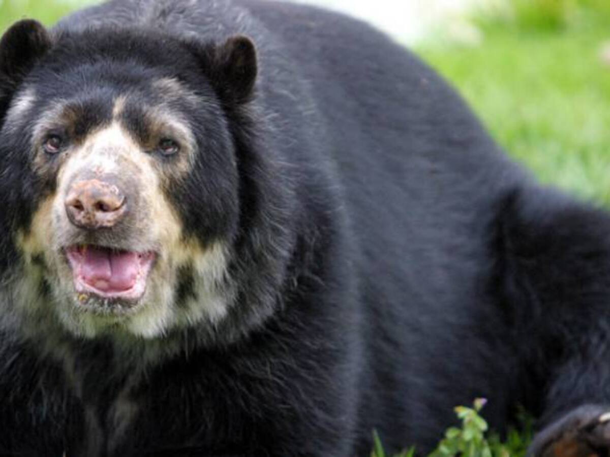 El oso de anteojos sigue habitando en los parques Tatamá, Farallones y Munchique