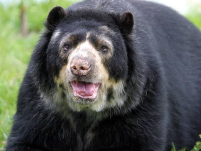 El oso de anteojos sigue habitando en los parques Tatamá, Farallones y Munchique