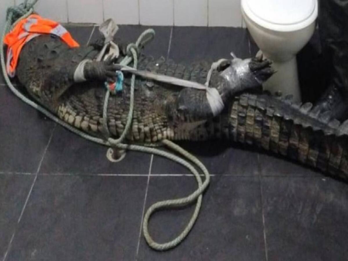 Hallan un caimán aguja de dos metros en playas de Puerto Colombia