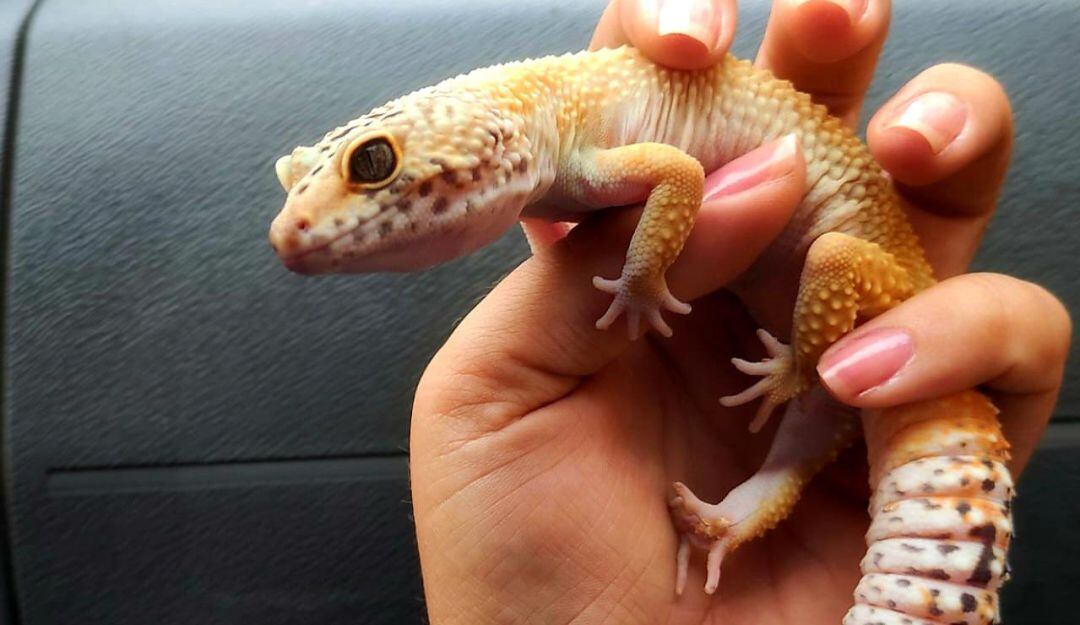 “Gecko leopardo” una especie de reptil muy común en el Medio Oriente
