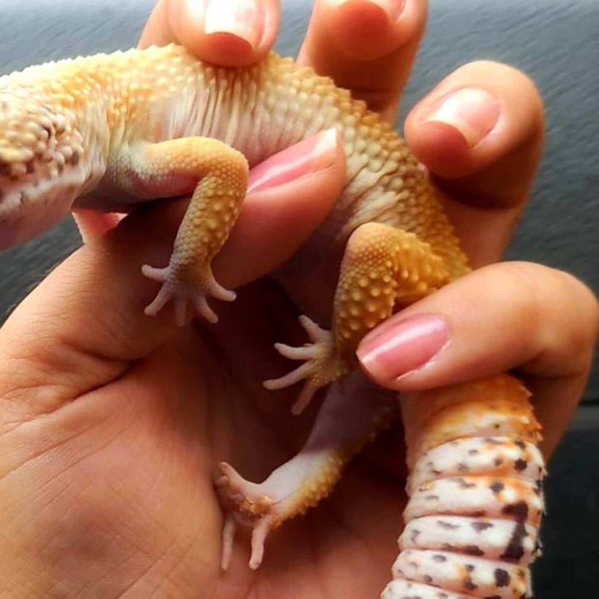 En Yumbo, incautan reptiles originarios de Medio Oriente