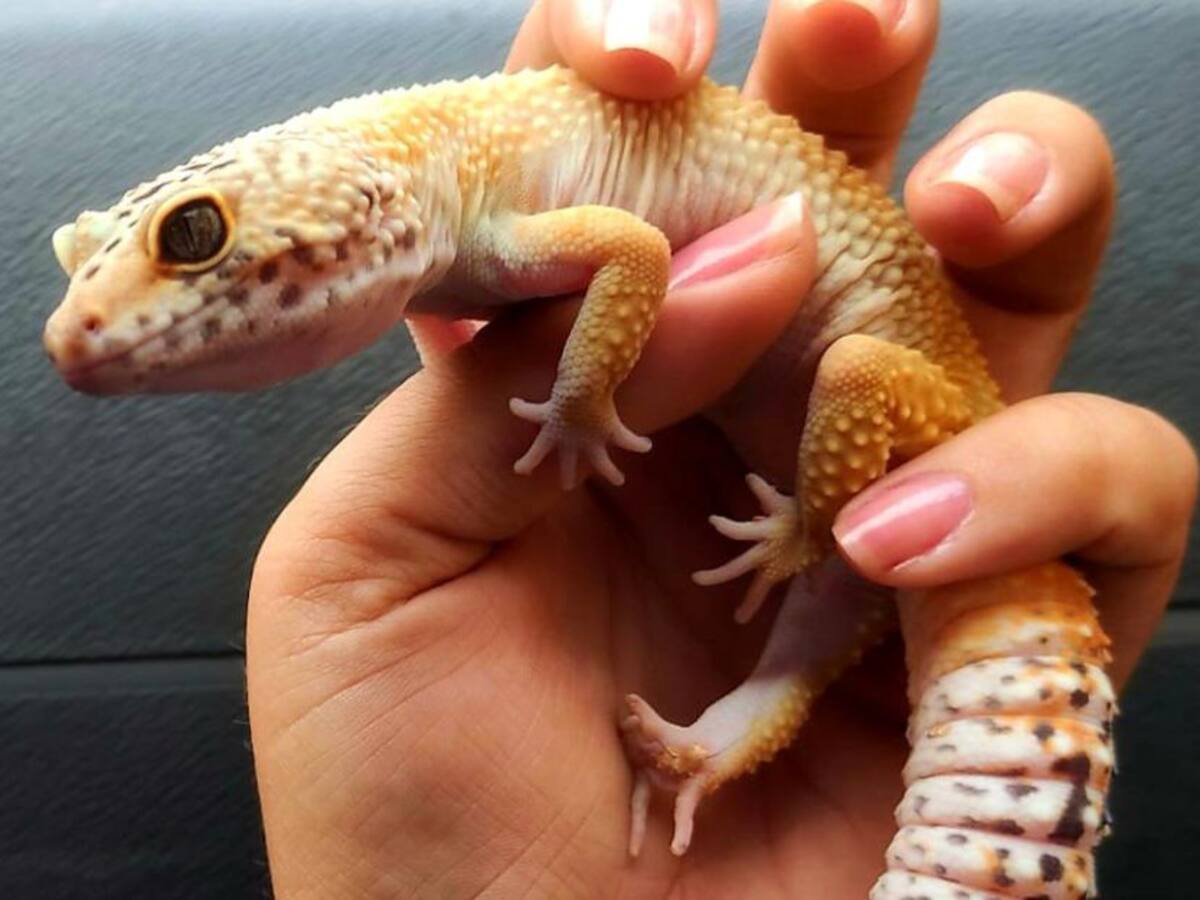 En Yumbo, incautan reptiles originarios de Medio Oriente