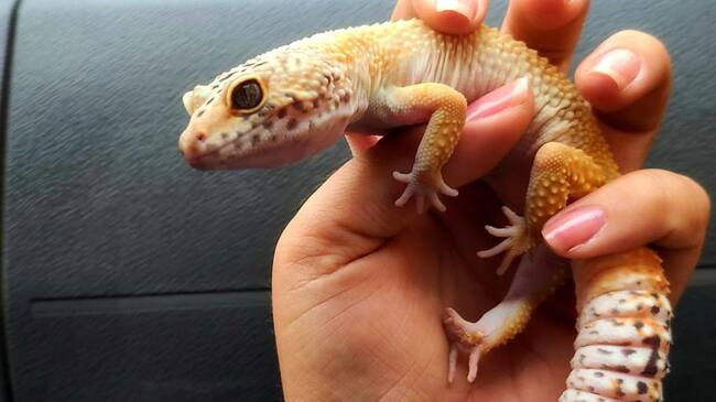 “Gecko leopardo” una especie de reptil muy común en el Medio Oriente