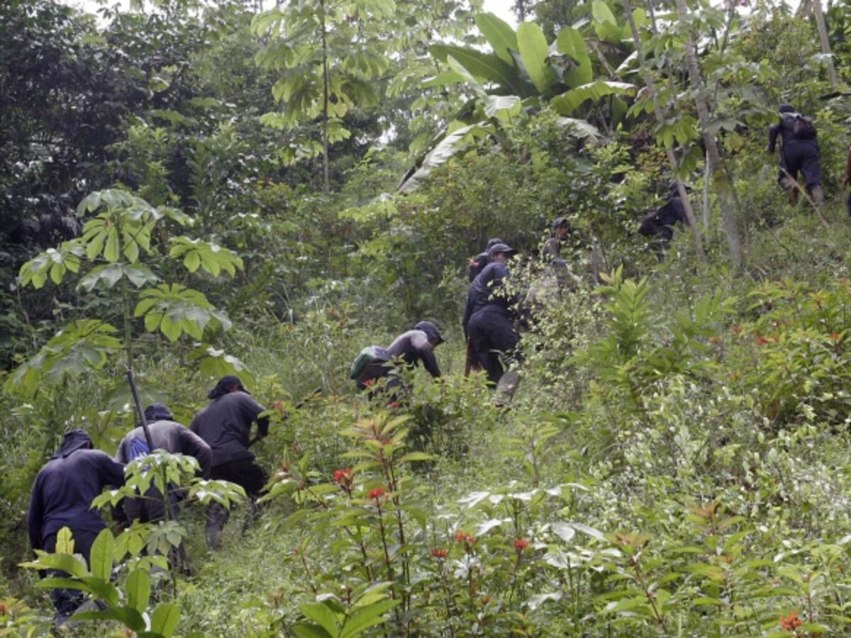 El 64% de los campesinos en Colombia cosechan y venden la hoja de coca: Gobierno