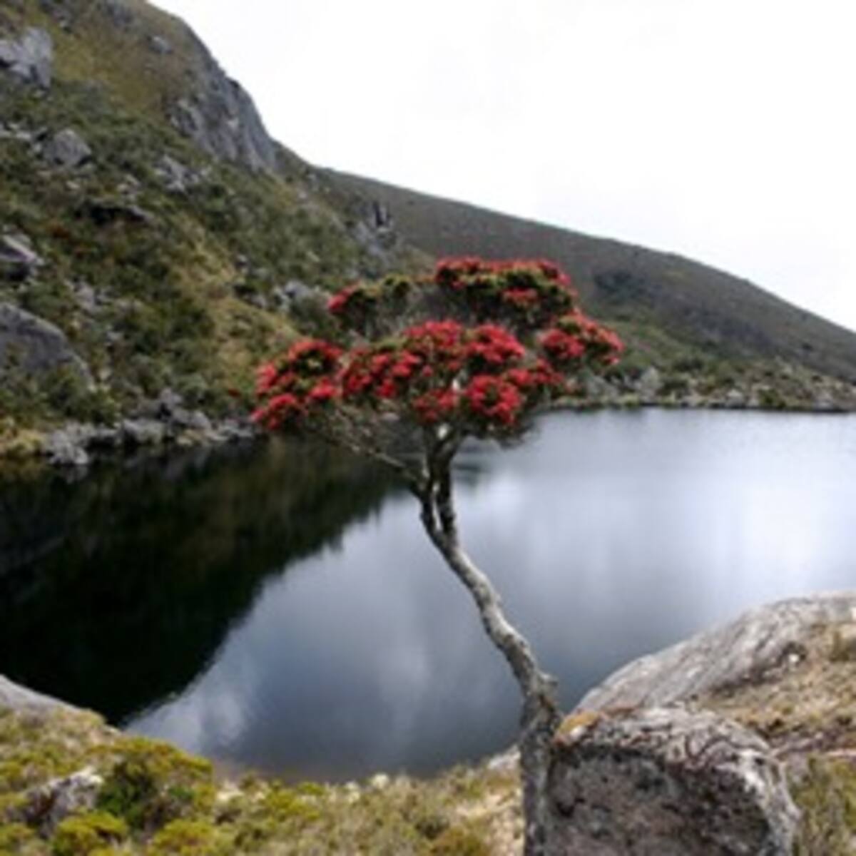 Problema de salud pública consecuencia de minería en Santurbán