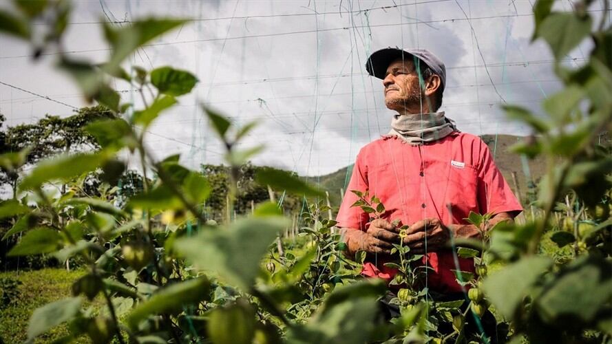 Campesinos en Antioquia (imagen referencial). Colprensa.