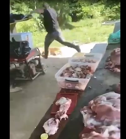 Maltrato animal en Antioquia