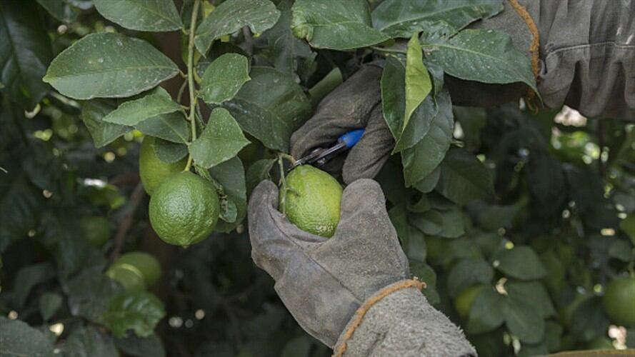 Agricultores preocupados por enfermedad que ataca a los cultivos de cítricos. Foto: Getty Images