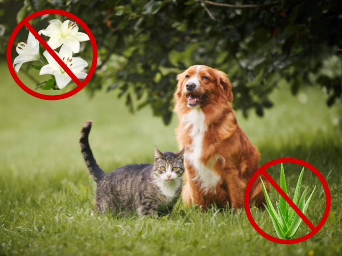 5 plantas tóxicas para sus perros y gatos: expertos recomiendan no tenerlas en el hogar