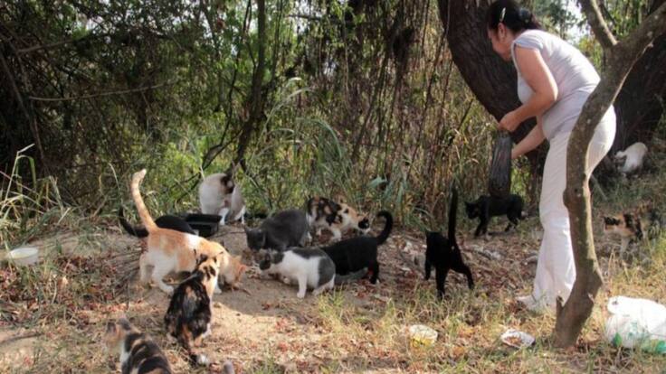 Multa de $10 millones a mujer que abandonó gato en Bucaramanga