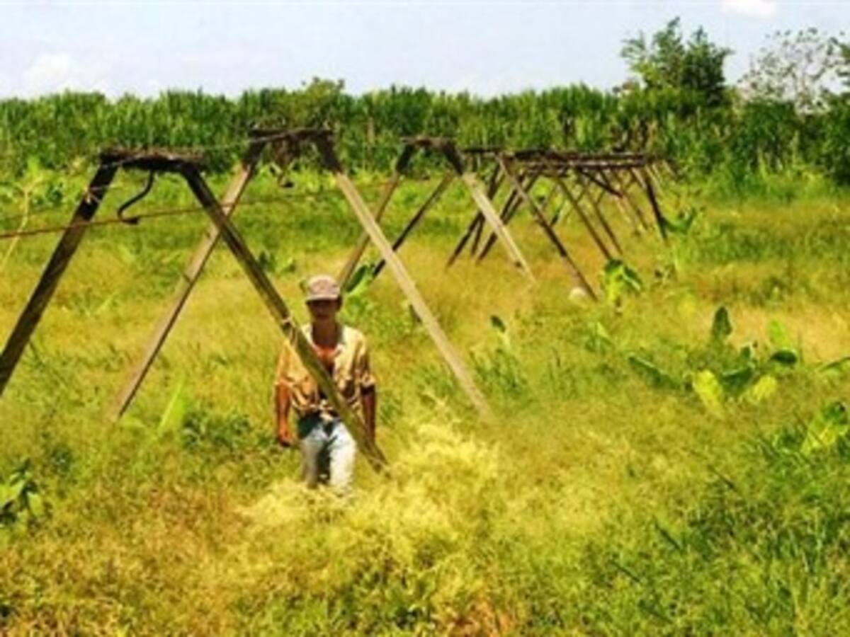 Pulso a la opinión frente al pacto nacional para reconstruir el agro colombiano