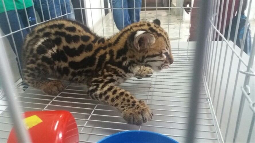 Rescatan a un leopardo ocelote en Buenaventura . Foto: Policía