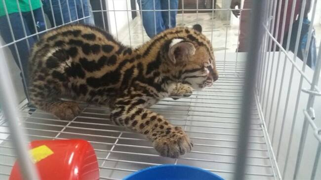 Rescatan a un leopardo ocelote en Buenaventura . Foto: Policía