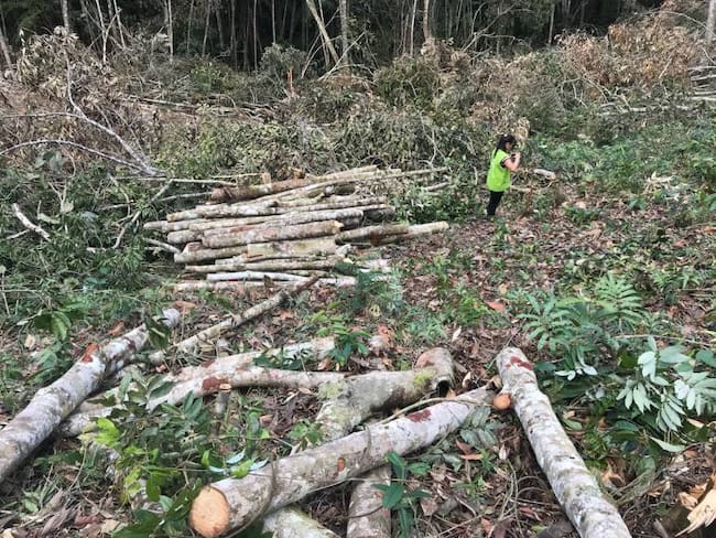 Otro daño ambiental: talaron árboles en la Mesa de los Santos
