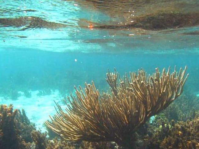 Muerte de corales es catastrófica: Ambientalistas de Cartagena