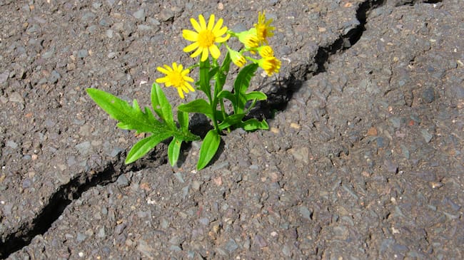 wild flower grows in asphalt crack