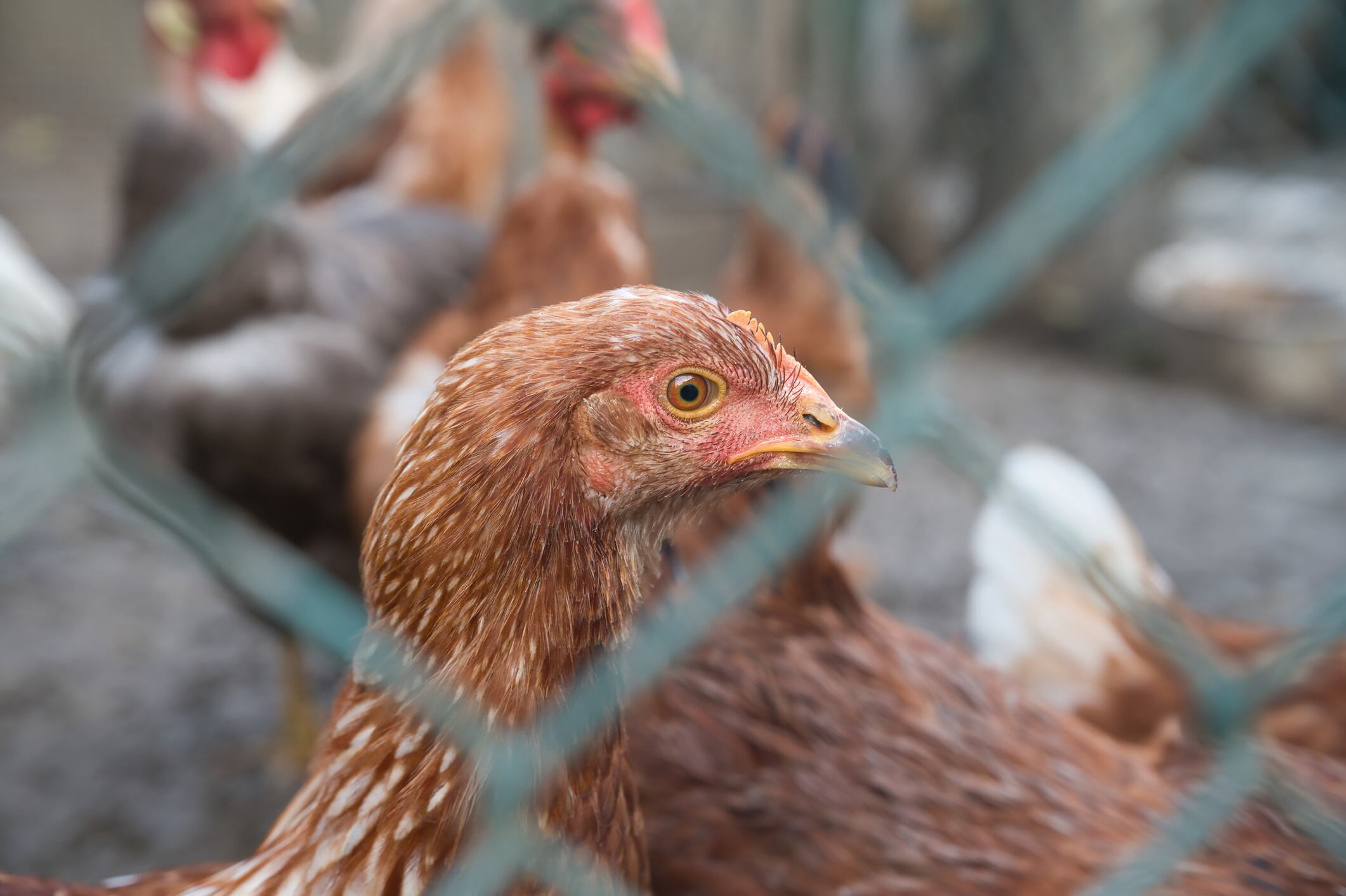 Cría de gallinas en Colombia. Imagen de referencia. Foto: Getty Images.