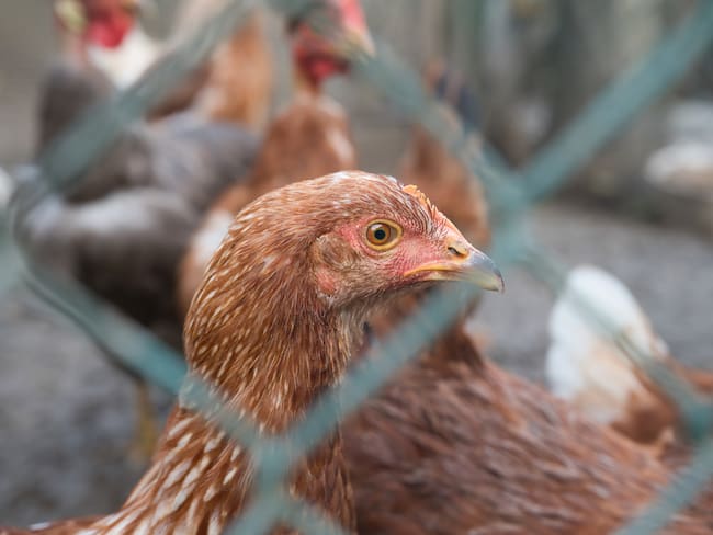 ¿Qué es la influenza aviar y cómo prevenirla? Habla experto del SENA