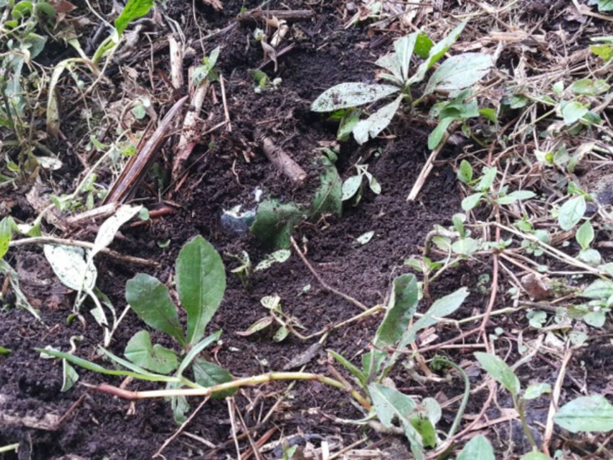 Desactivan minas antipersona en Nariño