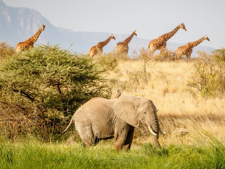 Elefantes y Jirafas, imagen de referencia  // Getty Images