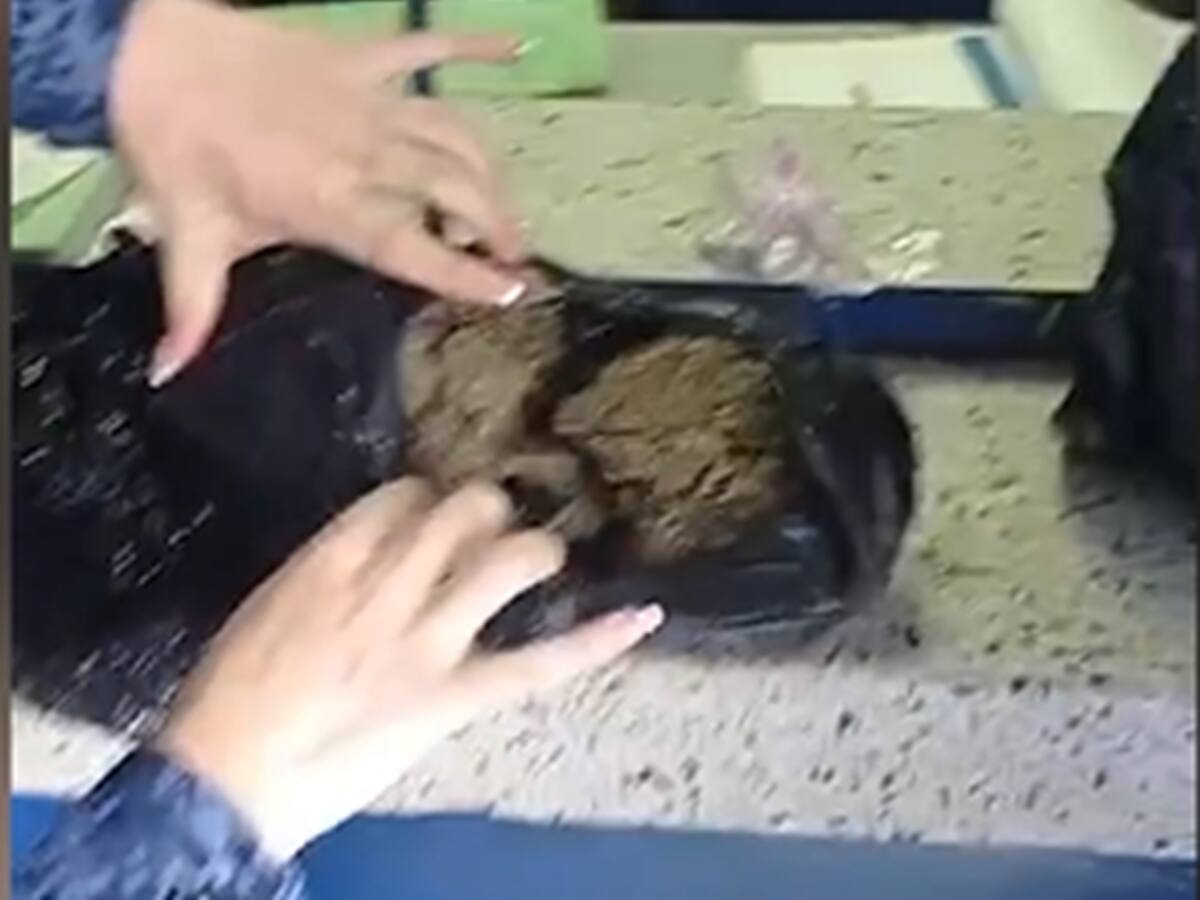 Funcionaria del INPEC de Salamina, Caldas, es investigada por ingresar drogas a la cárcel