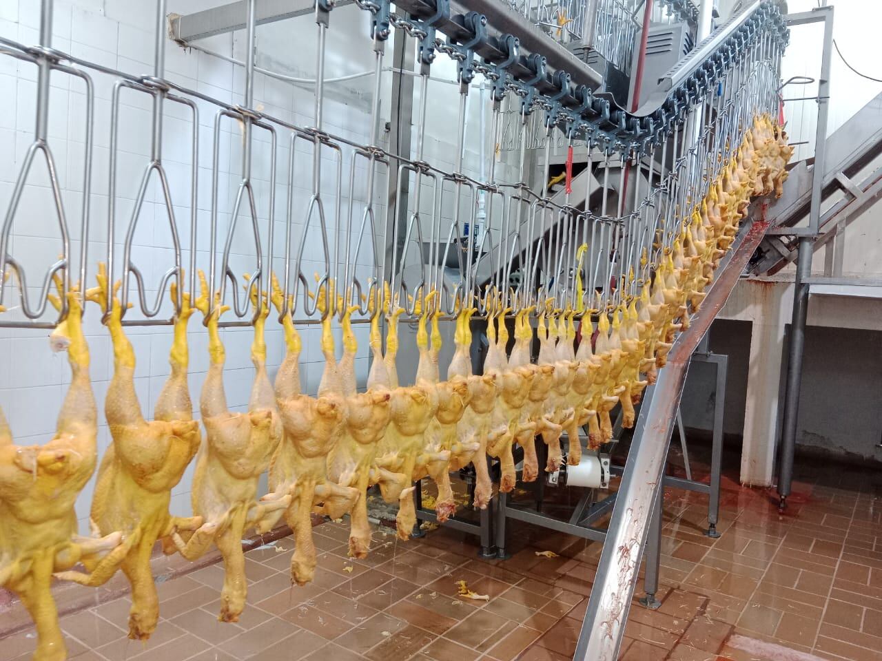 Difícil panorama para avicultores en Nariño/ Cortesía Pollo al Día