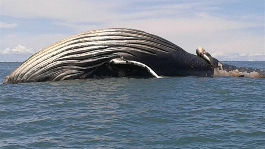 Hallan muerta a una ballena en aguas del Pacífico colombiano. Foto: Erika Rebolledo (W Radio)